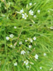 Cerastium fontanum