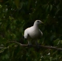 Ducula spilorrhoa