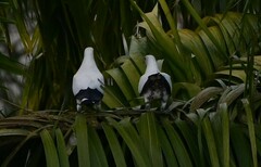 Ducula spilorrhoa