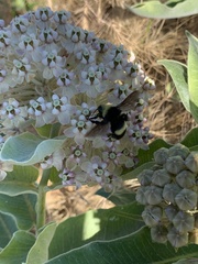 Bombus crotchii