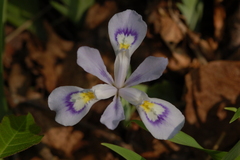 Iris cristata