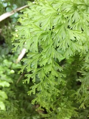 Hymenophyllum demissum