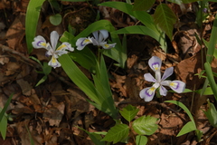Iris cristata