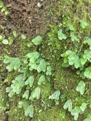 Symphyogyna hymenophyllum