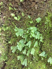 Symphyogyna hymenophyllum