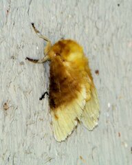 Megalopyge bissesa