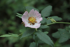 Rosa canina