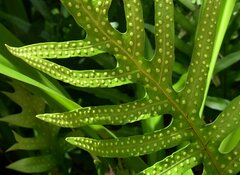 Microsorum pustulatum