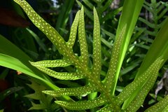 Microsorum pustulatum