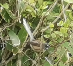 Rhipidura fuliginosa