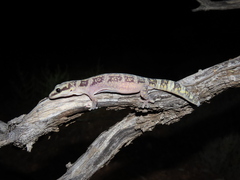 Oedura cincta