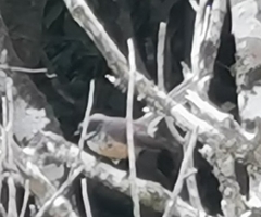 Rhipidura fuliginosa