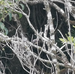 Rhipidura fuliginosa