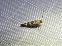 Scythris trivinctella