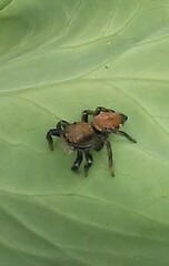 Phiale roburifoliata