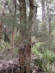Allocasuarina decussata