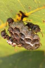 Polistes humilis