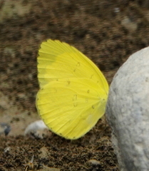 Eurema blanda
