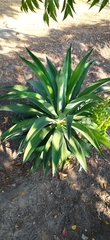 Agave desmettiana