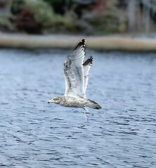 Larus argentatus