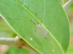 Symplecta