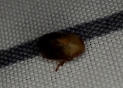 Clastoptera achatina