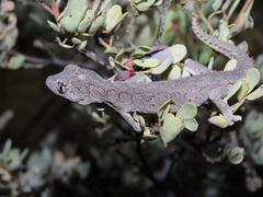 Strophurus krisalys