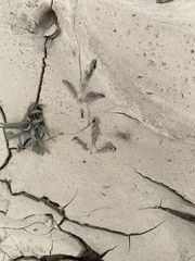 Callipepla californica