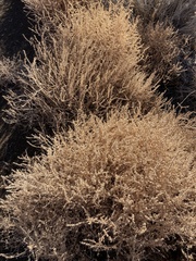 Salsola tragus