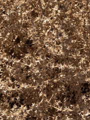 Salsola tragus