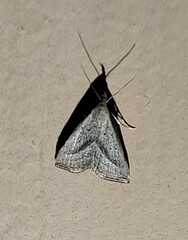 Macrochilo hypocritalis