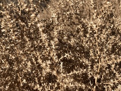 Salsola tragus