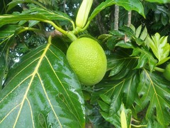 Artocarpus altilis