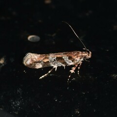 Aristotelia amelanchierella