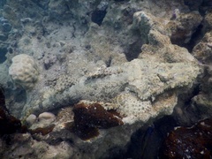 Cymbacephalus beauforti