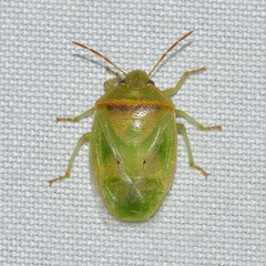 Piezodorus guildinii