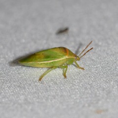 Piezodorus guildinii