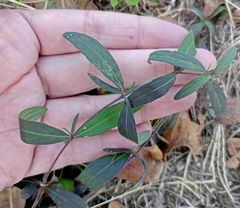 Pombalia verticillata