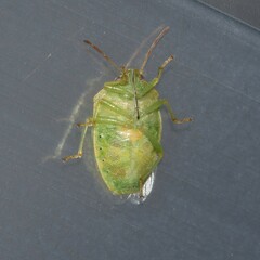 Piezodorus guildinii