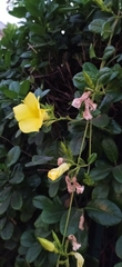 Pentalinon luteum