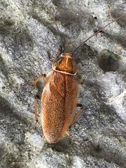 Balta bicolor