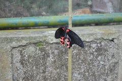 Papilio rumanzovia