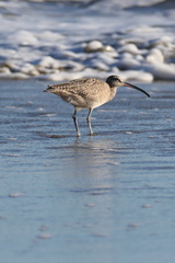 Numenius phaeopus hudsonicus