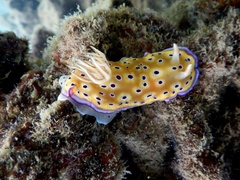 Goniobranchus kuniei