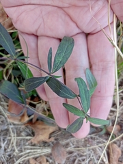 Pombalia verticillata