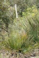 Xanthorrhoea caespitosa