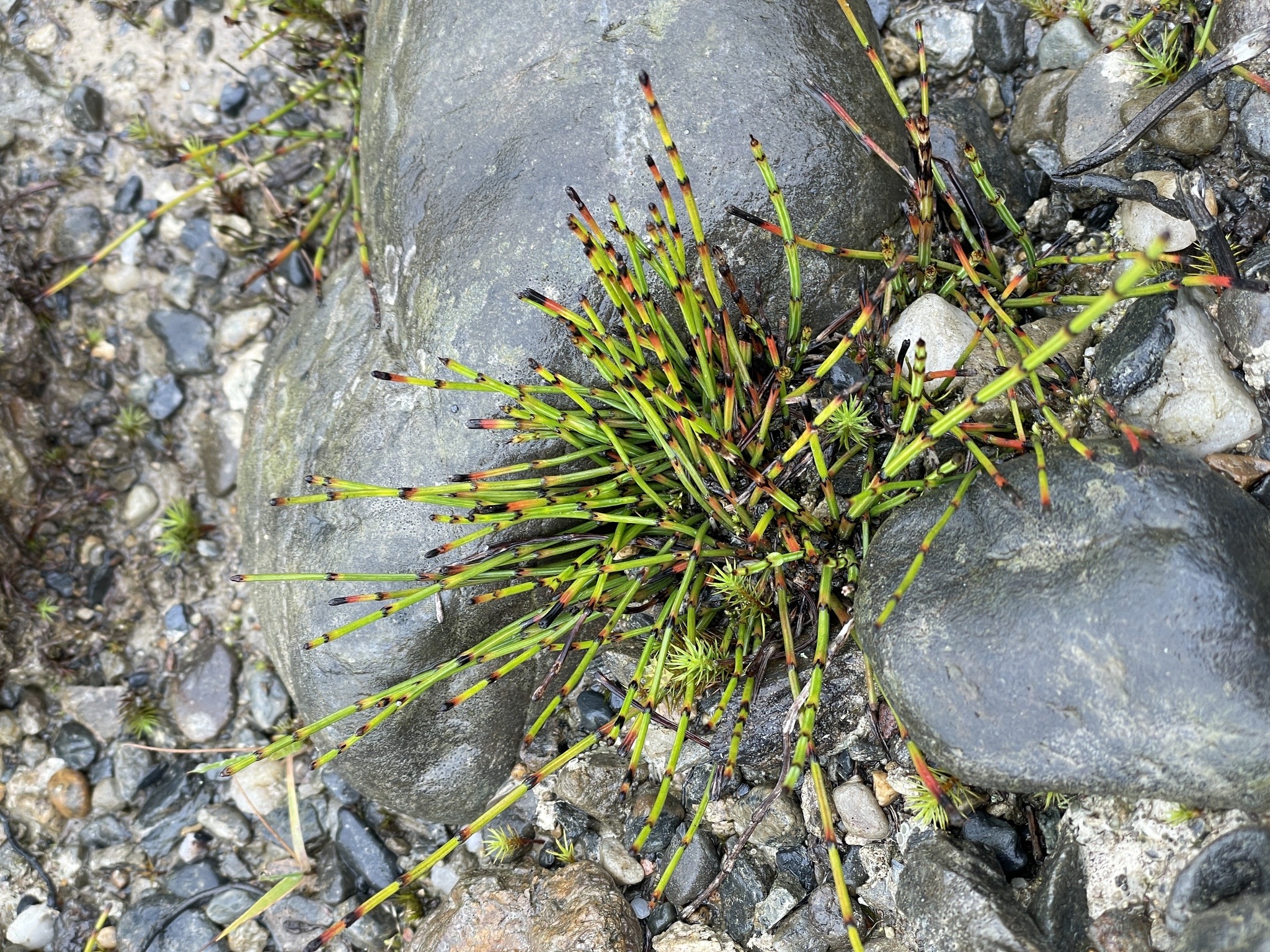 Equisetum image