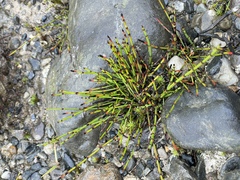Equisetum bogotense
