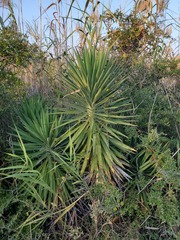 Yucca aloifolia