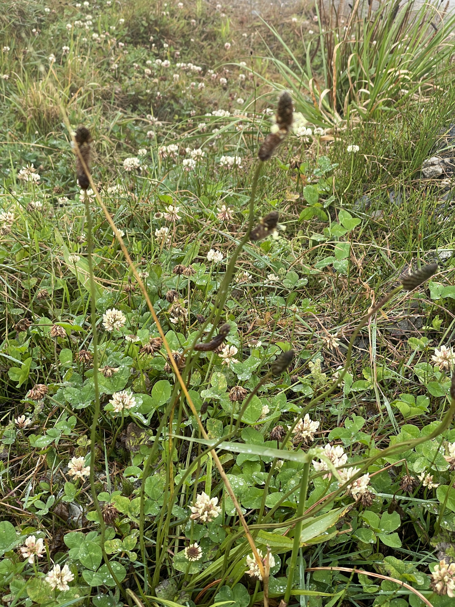 Plantago lanceolata image